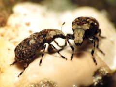 Fungus Weevils - Flickr - treegrow by Katja Schulz from Washington, D. C., USA. Used under a CC BY 2.0 license.
