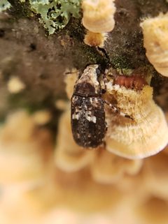 Euparius paganus - inat 90115012 by {{{name}}}. Used under a CC BY 4.0 license.