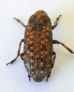 Euparius subtesselatus - inat 170534955 by {{{name}}}. Used under a CC BY 4.0 license.