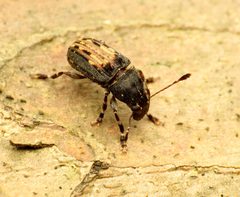 Handsome Fungus Weevil by Katja Schulz. Used under a CC BY 2.0 license.