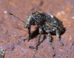 Toxonotus cornutus P1390272a by 
xpda. Used under a CC BY-SA 4.0 license.
