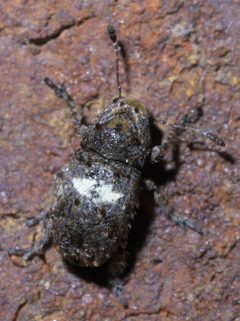 Toxonotus cornutus P1390274a by 
xpda. Used under a CC BY-SA 4.0 license.
