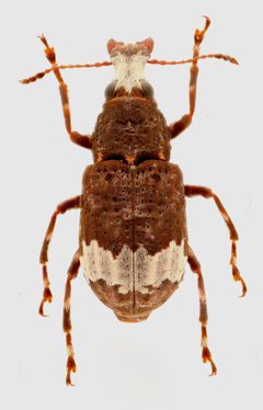 Eurymycter tricarinatus 322764257 by Nick Bédard. Used under a CC0 license.