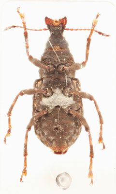 Eurymycter tricarinatus 322764273 by Nick Bédard. Used under a CC0 license.