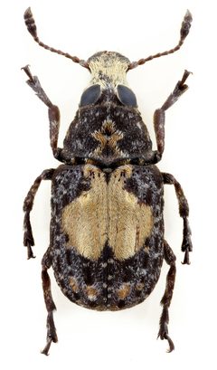 Gonotropis dorsalis by John Hallmén. Used under a CC BY 3.0 license.