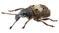 Gonotropis dorsalis1 by John Hallmén. Used under a CC BY 3.0 license.