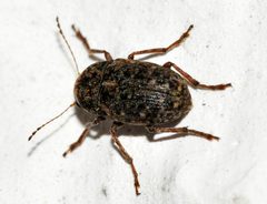 Araecerus-fasciculatus-02-fws by Francisco Welter-Schultes. Used under a CC0 license.