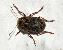 Araecerus-fasciculatus-03-fws by Francisco Welter-Schultes. Used under a CC0 license.