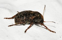 Araecerus-fasciculatus-04-fws by Francisco Welter-Schultes. Used under a CC0 license.