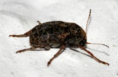 Araecerus-fasciculatus-05-fws by Francisco Welter-Schultes. Used under a CC0 license.