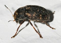 Araecerus-fasciculatus-06-fws by Francisco Welter-Schultes. Used under a CC0 license.