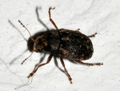 Araecerus-fasciculatus-07-fws by Francisco Welter-Schultes. Used under a CC0 license.