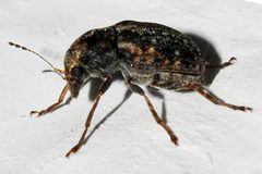 Araecerus-fasciculatus-08-fws by Francisco Welter-Schultes. Used under a CC0 license.