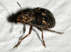 Araecerus-fasciculatus-09-fws by Francisco Welter-Schultes. Used under a CC0 license.
