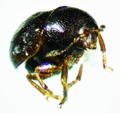 Euxenus punctatus 2 by Trépas. Used under a CC BY-SA 3.0 license.