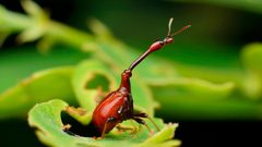 Leaf-rolling Weevil by zleng. Used under a CC BY 2.0 license.