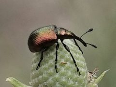 Haplorhynchites eximius by Colin Croft. Used under a CC BY 4.0 license.