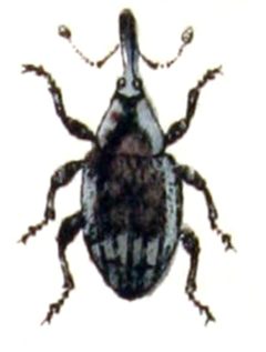 Grypus.equiseti.-.calwer.33.03 by Emil Hochdanz
. Used under a Public domain license.