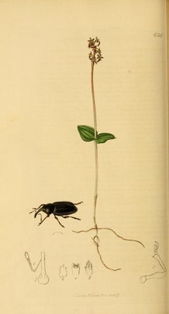 Britishentomologyvolume2Plate634 by John Curtis
. Used under a Public domain license.