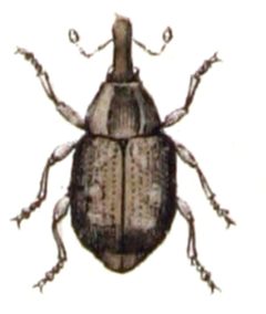 Tanysphyrus.lemnae.-.calwer.31.20 by Emil Hochdanz
. Used under a Public domain license.