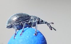 Aspidapion radiolus TP01 by Tobias 67. Used under a CC BY-SA 4.0 license.