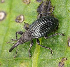 Aspidapion validum natur by Siga. Used under a CC BY-SA 3.0 license.