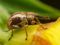 Exapion fuscirostre 146765074 by Alexis. Used under a CC BY 4.0 license.