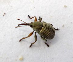 Exapion ulicis by Mick E. Talbot. Used under a CC BY 2.0 license.
