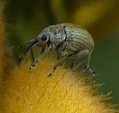 Exapion ulicis 192335036 by kitbeard. Used under a CC BY 4.0 license.