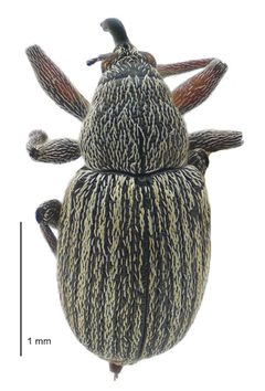 Exapion ulicis dorsal by Landcare Research New Zealand Ltd.. Used under a CC BY 4.0 license.