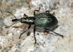 Ischnopterapion-virens-01-fws by Francisco Welter-Schultes. Used under a CC0 license.