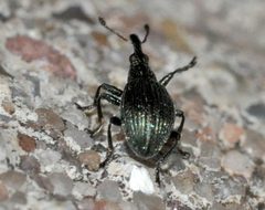 Ischnopterapion-virens-04-fws by Francisco Welter-Schultes. Used under a CC0 license.