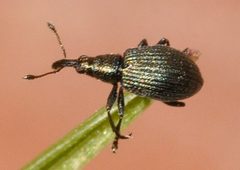 Ischnopterapion-virens-05-fws by Francisco Welter-Schultes. Used under a CC0 license.