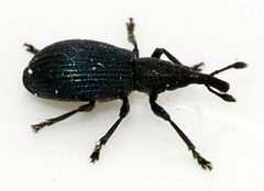 Ischnopterapion-virens-06-fws by Francisco Welter-Schultes. Used under a CC0 license.