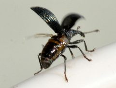 Ischnopterapion-virens-08-fws by Francisco Welter-Schultes. Used under a CC0 license.