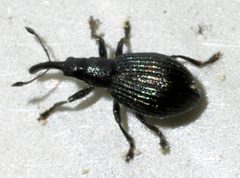 Ischnopterapion-virens-10-fws by Francisco Welter-Schultes. Used under a CC0 license.