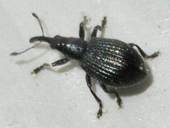 Ischnopterapion-virens-11-fws by Francisco Welter-Schultes. Used under a CC0 license.