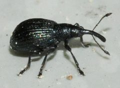 Ischnopterapion-virens-13-fws by Francisco Welter-Schultes. Used under a CC0 license.