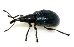 Ischnopterapion-virens-17-fws by Francisco Welter-Schultes. Used under a CC0 license.