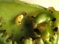 Baptisia alba-Trichapion rostrum-larvae by Peterwchen. Used under a CC BY-SA 4.0 license.