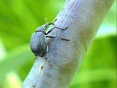 Baptisia alba-Trichapion rostrum-ovipositing by Peterwchen. Used under a CC BY-SA 4.0 license.