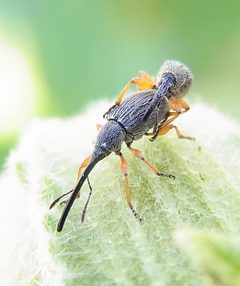 Rhopalapion longirostre couple2 by Siga. Used under a CC BY-SA 3.0 license.