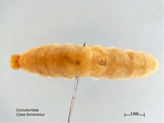 Cylas formicarius larva by Caroline Harding, MAF. Used under a CC BY 3.0 au license.