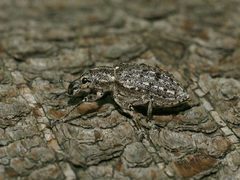 Ithycerus noveboracensis by Christian Grenier. Used under a CC0 license.