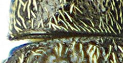 Nanophyes marmoratus detail1 by Siga. Used under a CC BY-SA 4.0 license.