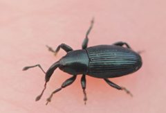 2019 12 16 Aulacobaris lepidii1 by Slimguy. Used under a CC BY 4.0 license.