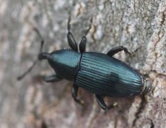 2019 12 16 Aulacobaris lepidii2 by Slimguy. Used under a CC BY 4.0 license.