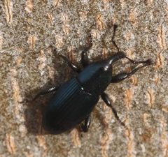 2019 12 19 Aulacobaris lepidii1 by Slimguy. Used under a CC BY 4.0 license.