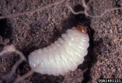 Baris strenua larva by Frank Peairs, Colorado State University, Bugwood.org. Used under a CC BY 3.0 license.