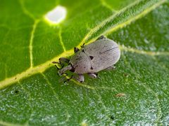 Datura Weevil imported from iNaturalist photo 287140600 on 27 March 2024 by (c) Madeleine Claire, some rights reserved (CC BY). Used under a CC BY 4.0 license.